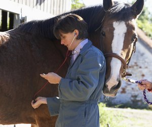 Vet Examining Horse With Stethescope