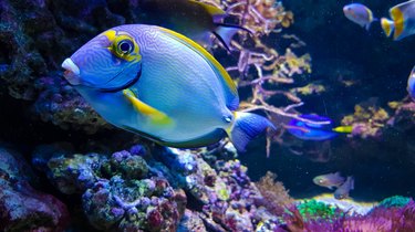 Blue and Yellow fish