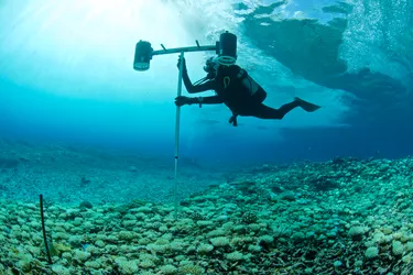 marine biologist