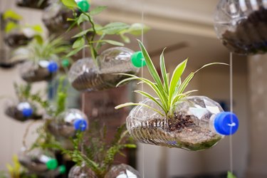 Empty plastic bottles use as a container for growing plant