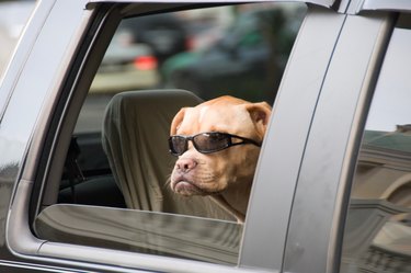 Dog Looking Through Car Window