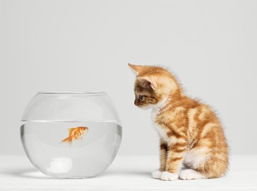 Kitten looking at fish in bowl, side view, studio shot