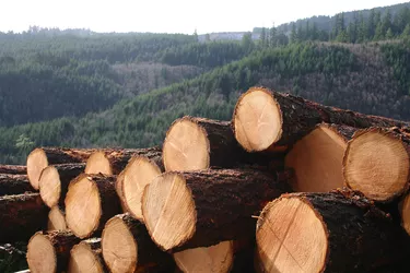 Stacked up cut logs in the countryside