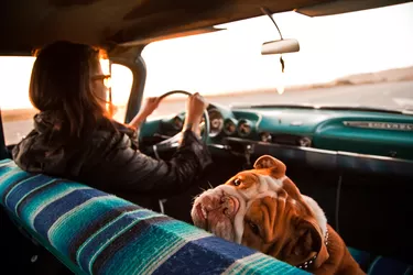 Woman and English bulldog inside Chevrolet bel air, Santa Cruz, California, USA
