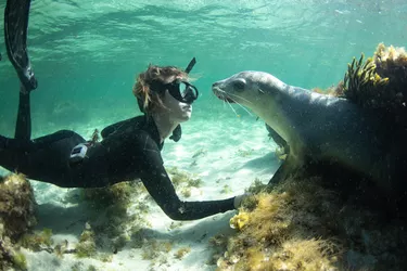 Australian Sea Lion and a Diver