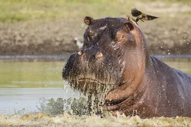 Hippo Raising its Head out of the Water