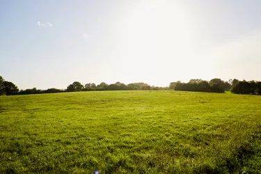 Meadow, blue sky and sunlight in summer