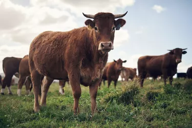 Cattle in a field