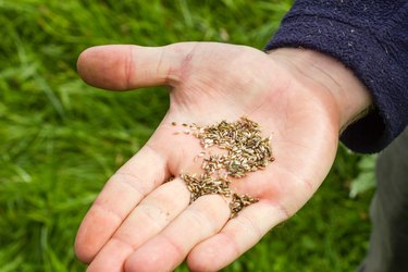 Close-Up Of Hand Holding Seed Against Grassy Land