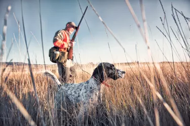Upland bird hunter in field with his dog