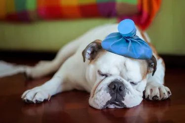 dog with ice bag on head