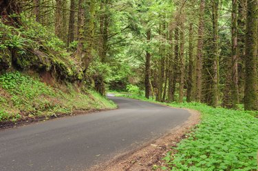 Winding Forest Road