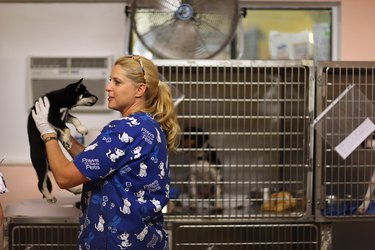 Animal Rescue Group Takes In Cats And Dogs Displaced From Oklahoma Tornadoes