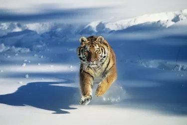 Siberian tiger (Panthera tigris altaica) charging through snow