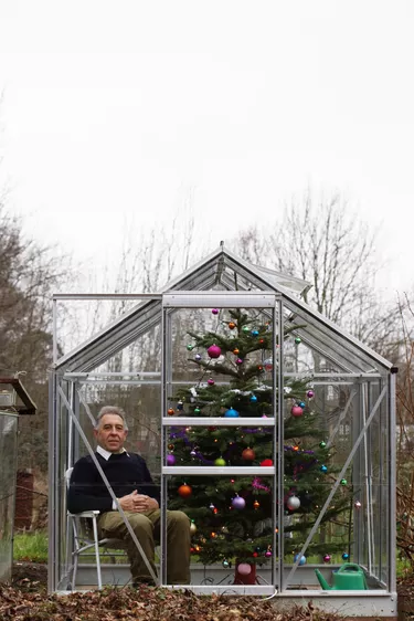 Senior man sat in greenhouse with decorated Christmas tree, portrait