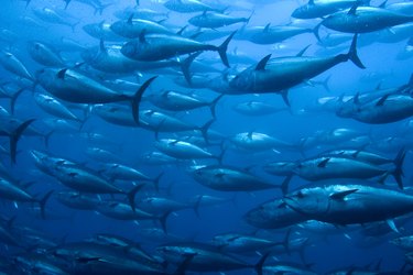 Bluefin Tuna in Net