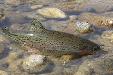 Wild rainbow trout caught on a fly