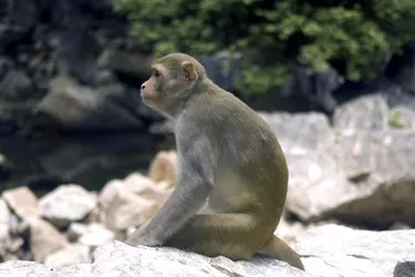 Hanuman langur, Ranthambore National Park, Rajasthan,  India