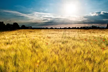 Landscape of a poppy field with dramatic colouring.