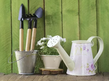 rustic still life watering can, flowers in pots, garden tools