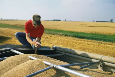 Man examining harvested grain