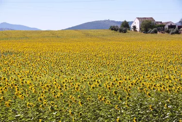 Scenic sunflower field with farm building in the background.