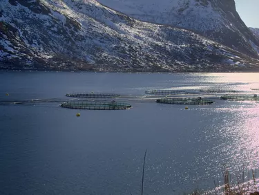 Norwegian Salmon Farm