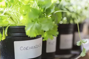 Coriander