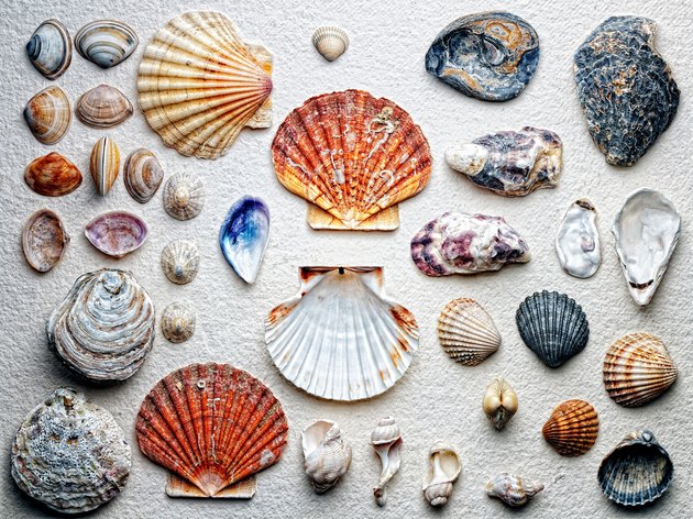 Seashells arranged on paper
