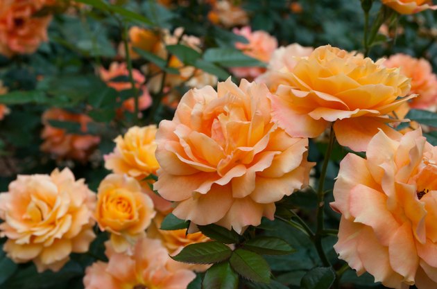 Rose in the garden, daniel gelin