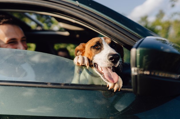 Furry passenger