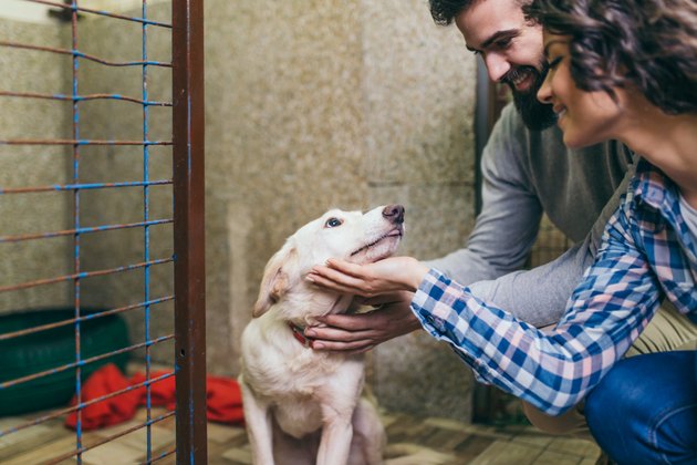 Dog shelter