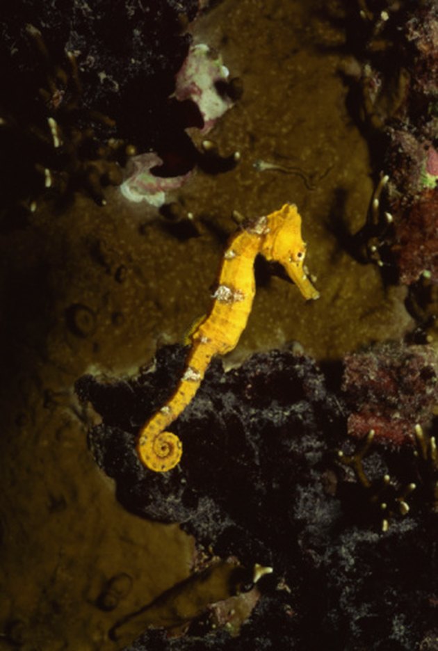 what-does-a-marine-biologist-get-paid-for-an-hour-of-a-day-sapling