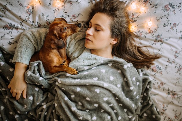 Enjoying Christmas Morning With Her Beautiful Dachshund in Bed