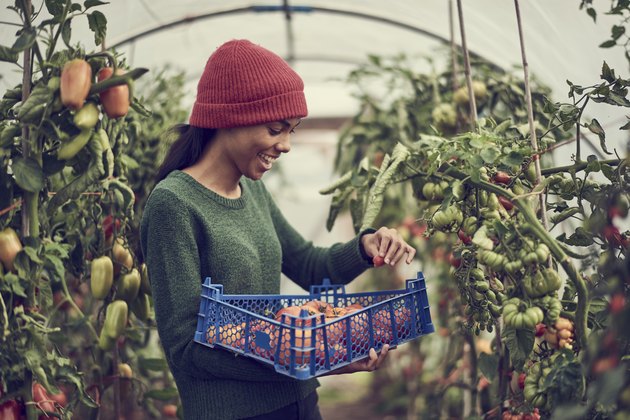 Young black woman collecting vine tomatoes from community allotment