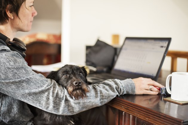 Woman using a laptop with her dog sitting on her lap