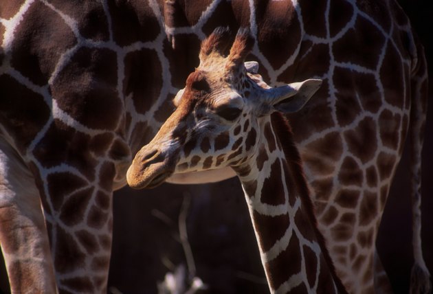 Baby Giraffe With Its Mother