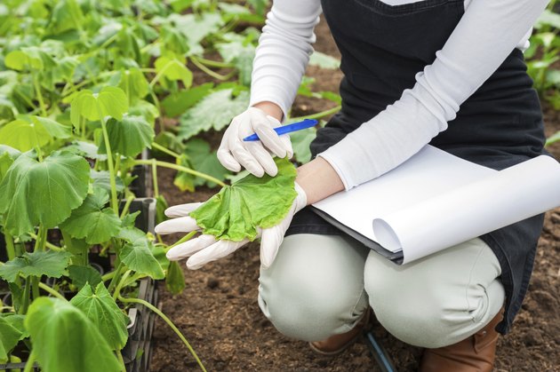 Biotechnology woman engineer examining a plant leaf for disease!