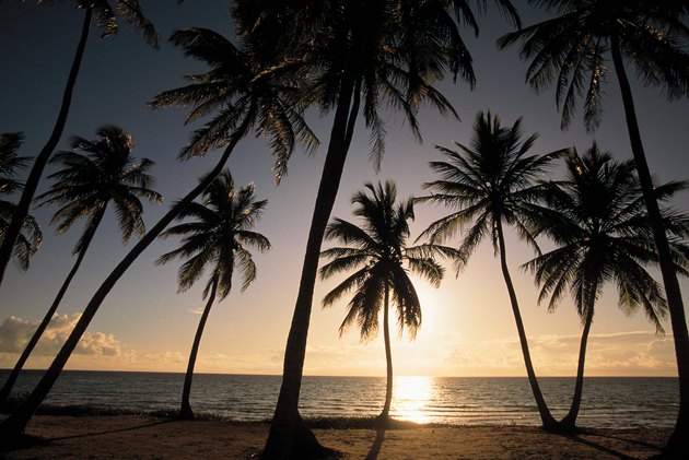 Silhouette of palm trees at sunset , Andros , Bahamas
