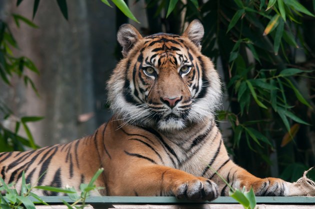 Bengal Tiger