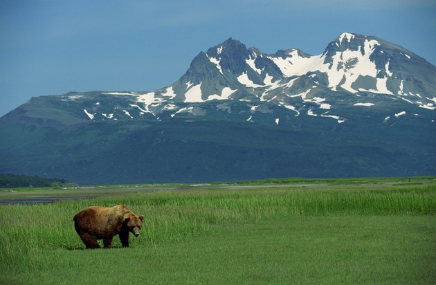 Grizzly bear in grass field , Alaska