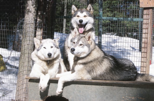 Siberian Huskies