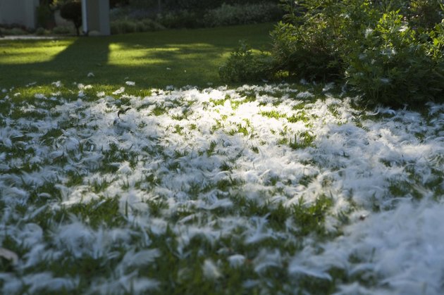 Feathers on lawn after pillow fight