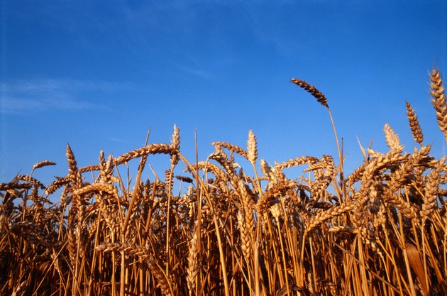 Field of wheat, low angle view