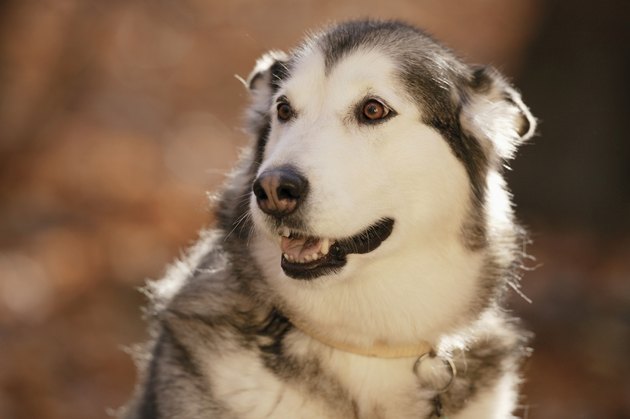 Portrait of husky dog