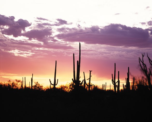 Silhouetted plants at sunset, Saguaro National Park, Arizona, USA
