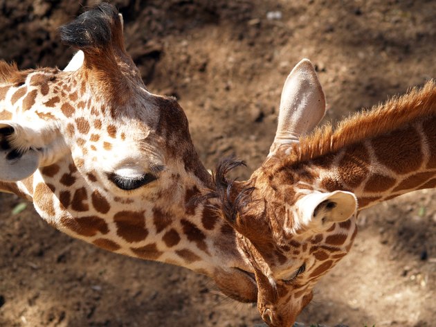 Giraffe care
