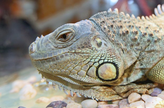 Iguana
