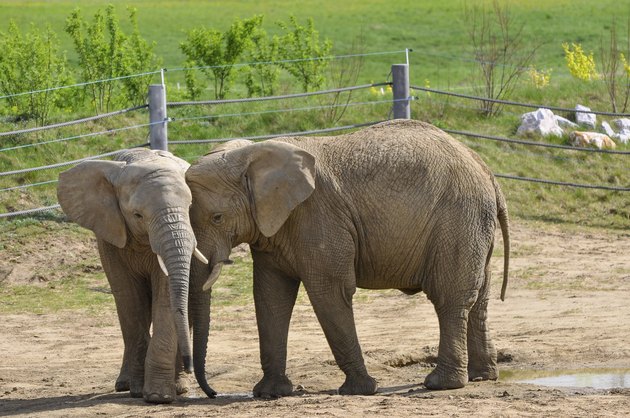 Elephants on the paddock