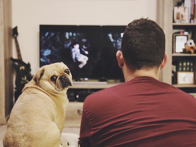 Man watching TV while pug looks at camera